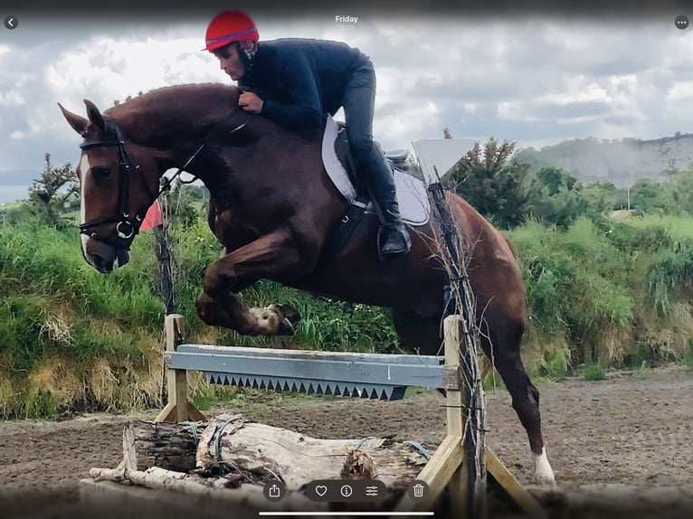 Irlandzki koń sportowy Wałach 4 lat 175 cm Kasztanowata in Mountrath