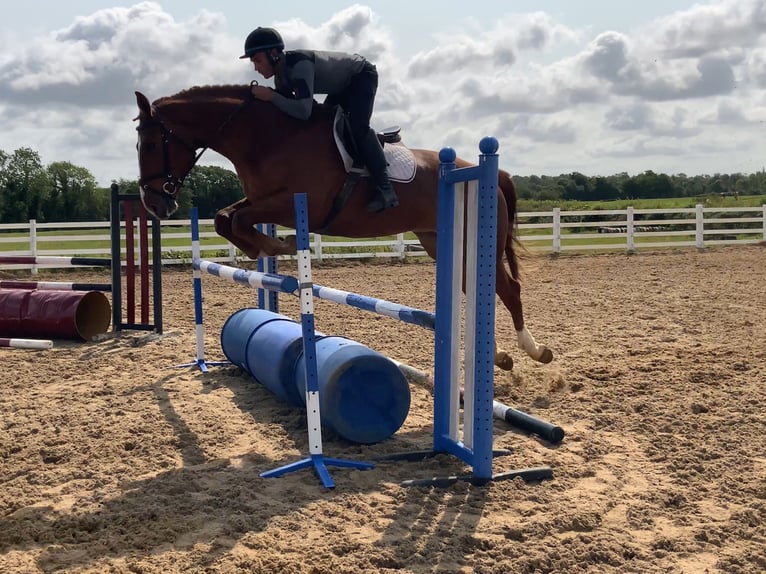 Irlandzki koń sportowy Wałach 4 lat 175 cm Kasztanowata in Mountrath