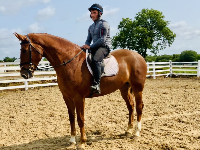 Irlandzki koń sportowy Wałach 4 lat 175 cm Kasztanowata in Mountrath