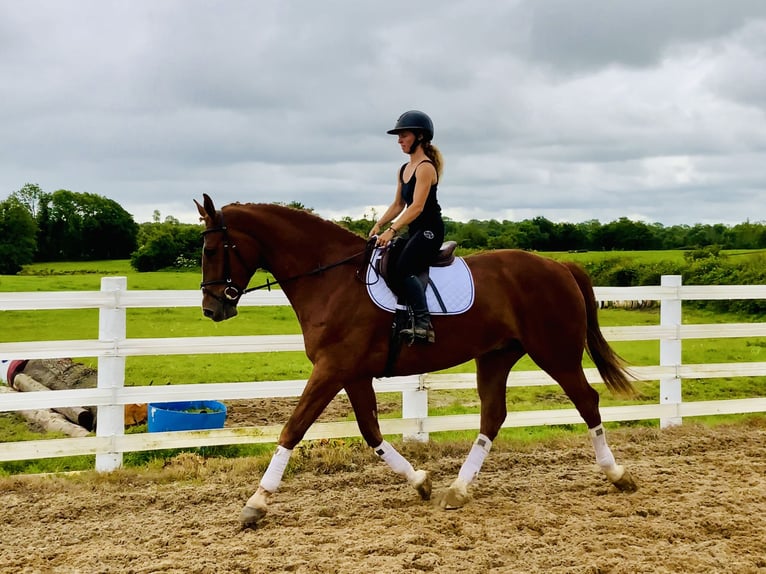 Irlandzki koń sportowy Wałach 4 lat 175 cm Kasztanowata in Mountrath
