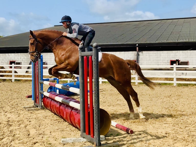 Irlandzki koń sportowy Wałach 4 lat 175 cm Kasztanowata in Mountrath