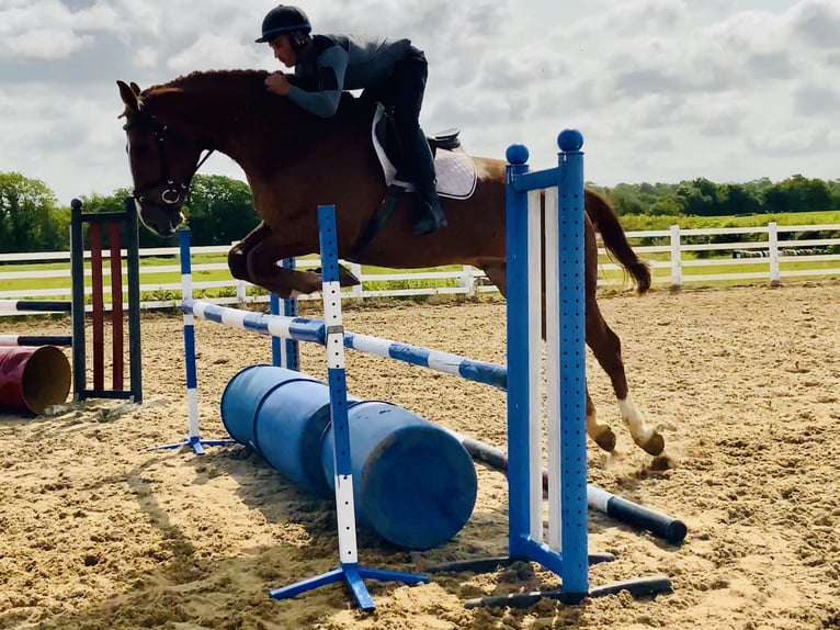 Irlandzki koń sportowy Wałach 4 lat 175 cm Kasztanowata in Mountrath