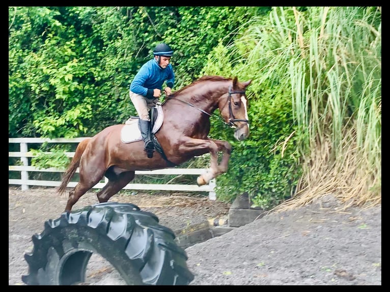 Irlandzki koń sportowy Wałach 4 lat 175 cm Kasztanowata in Mountrath