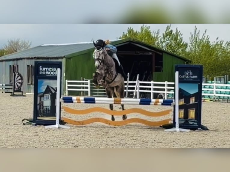 Irlandzki koń sportowy Wałach 4 lat Siwa jabłkowita in Raheen