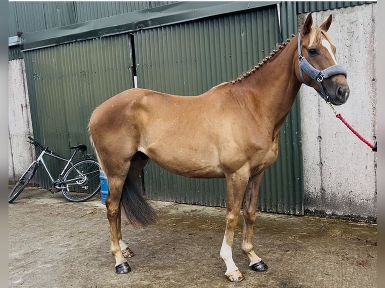 Irlandzki koń sportowy Wałach 5 lat 153 cm Ciemnokasztanowata in Sligo