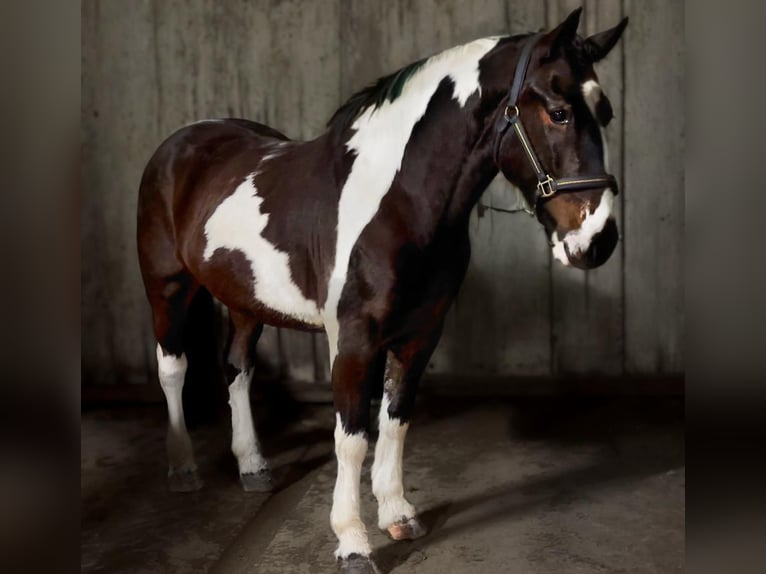 Irlandzki koń sportowy Mix Wałach 5 lat 153 cm Tarantowata in Laois