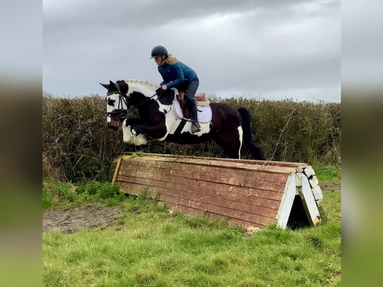 Irlandzki koń sportowy Mix Wałach 5 lat 153 cm Tarantowata in Laois