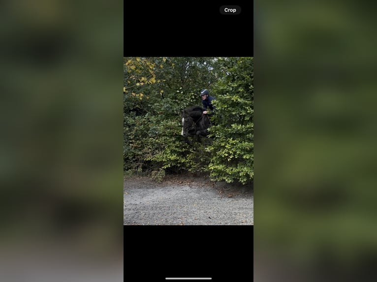 Irlandzki koń sportowy Wałach 5 lat 155 cm Kara in Laois