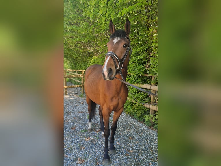 Irlandzki koń sportowy Wałach 5 lat 157 cm Gniada in GUMMERN