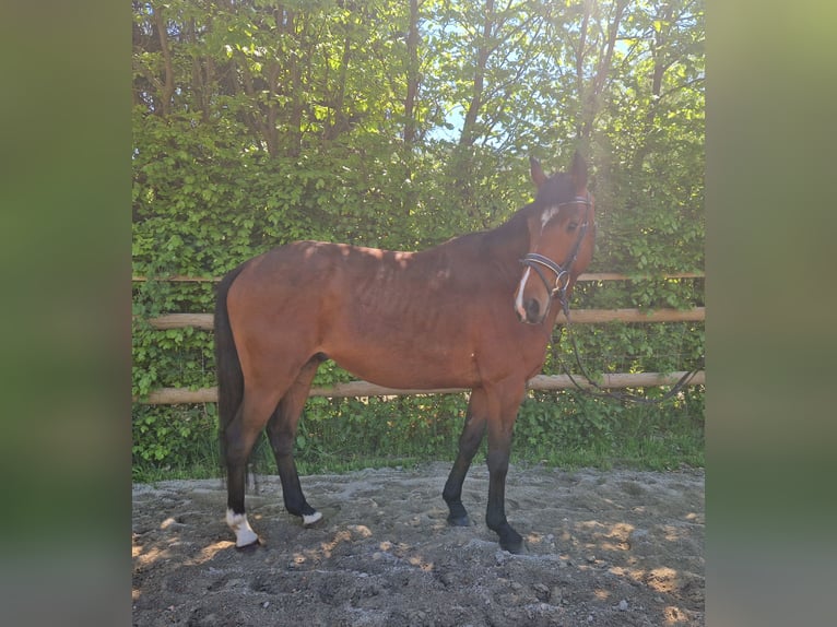 Irlandzki koń sportowy Wałach 5 lat 157 cm Gniada in GUMMERN