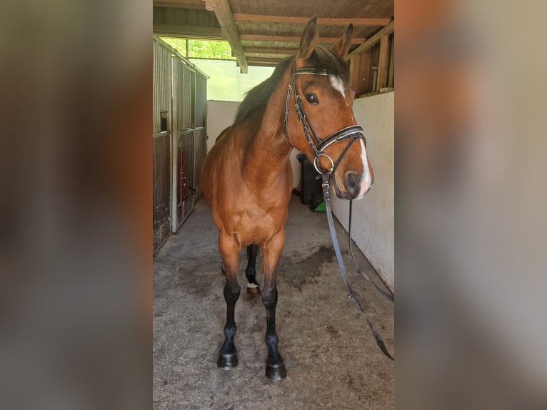 Irlandzki koń sportowy Wałach 5 lat 157 cm Gniada in GUMMERN
