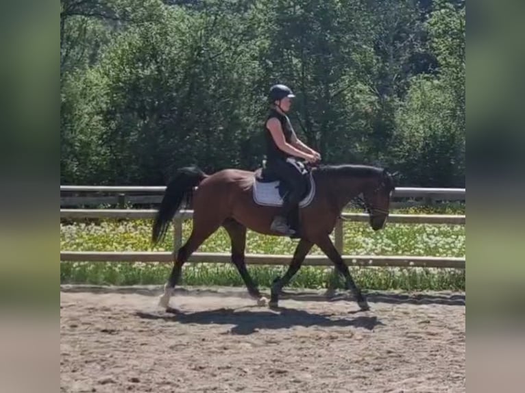 Irlandzki koń sportowy Wałach 5 lat 157 cm Gniada in GUMMERN