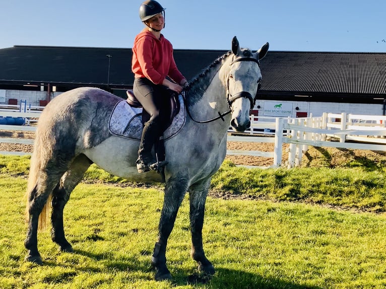 Irlandzki koń sportowy Wałach 5 lat 158 cm Siwa jabłkowita in Mountrath