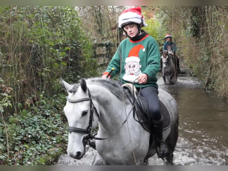Irlandzki koń sportowy Wałach 5 lat 158 cm Siwa jabłkowita in Mountrath