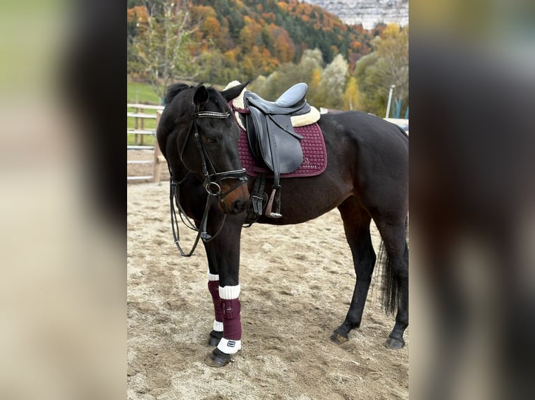Irlandzki koń sportowy Wałach 5 lat 160 cm Kara in Gummern Irlandzki koń sportowy Wałach 5 lat 160 cm Kara in Gummern