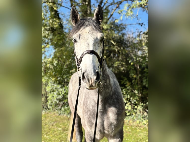 Irlandzki koń sportowy Wałach 5 lat 160 cm Siwa in Newcastle west