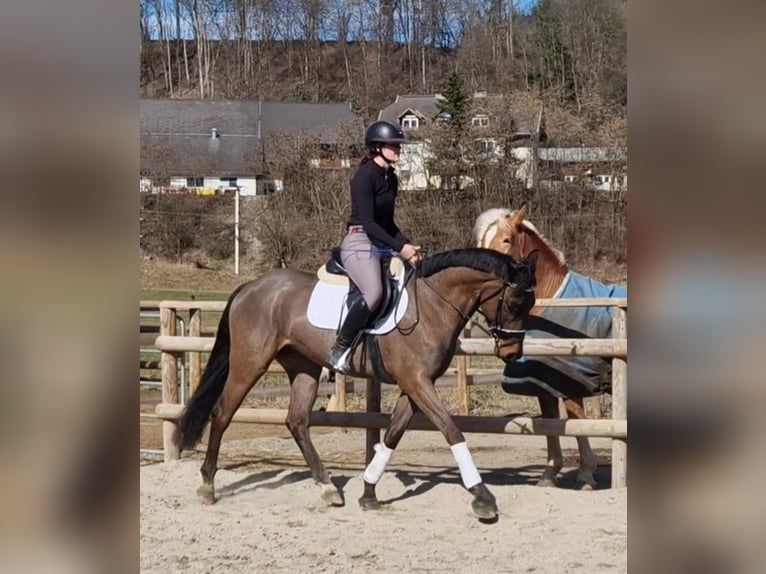 Irlandzki koń sportowy Wałach 5 lat 162 cm Ciemnogniada in Gummern