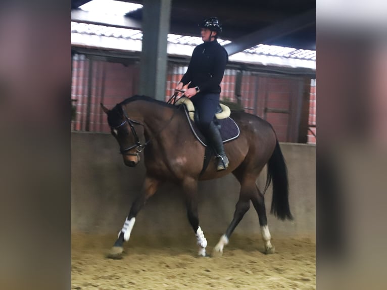 Irlandzki koń sportowy Mix Wałach 5 lat 162 cm Gniada in Uelsen