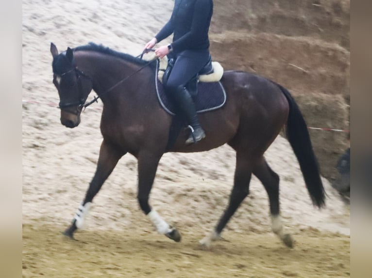 Irlandzki koń sportowy Mix Wałach 5 lat 162 cm Gniada in Uelsen