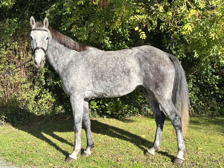 Irlandzki koń sportowy Wałach 5 lat 163 cm Siwa in Newcastle West