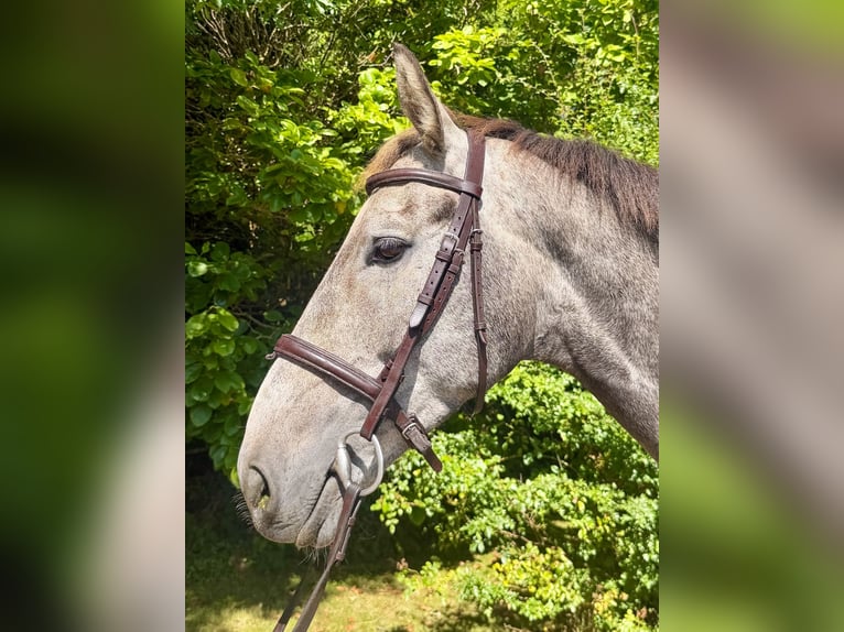 Irlandzki koń sportowy Wałach 5 lat 163 cm Siwa in Newcastle West
