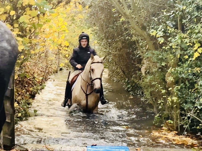 Irlandzki koń sportowy Wałach 5 lat 165 cm Izabelowata in Mountrath