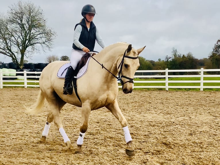 Irlandzki koń sportowy Wałach 5 lat 165 cm Izabelowata in Mountrath