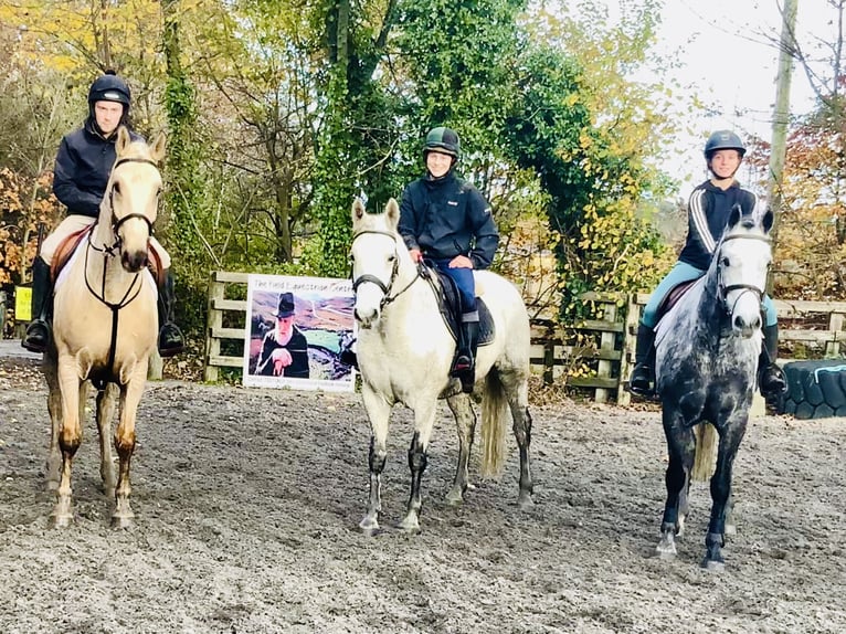 Irlandzki koń sportowy Wałach 5 lat 165 cm Izabelowata in Mountrath