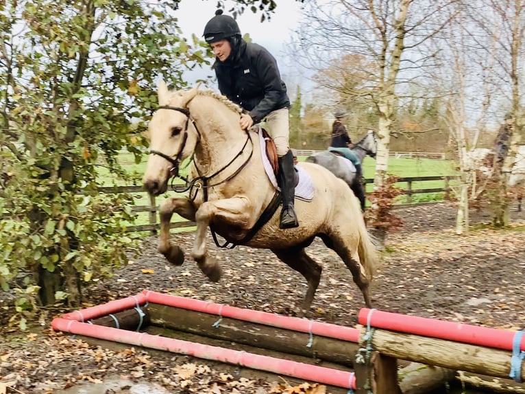 Irlandzki koń sportowy Wałach 5 lat 165 cm Izabelowata in Mountrath