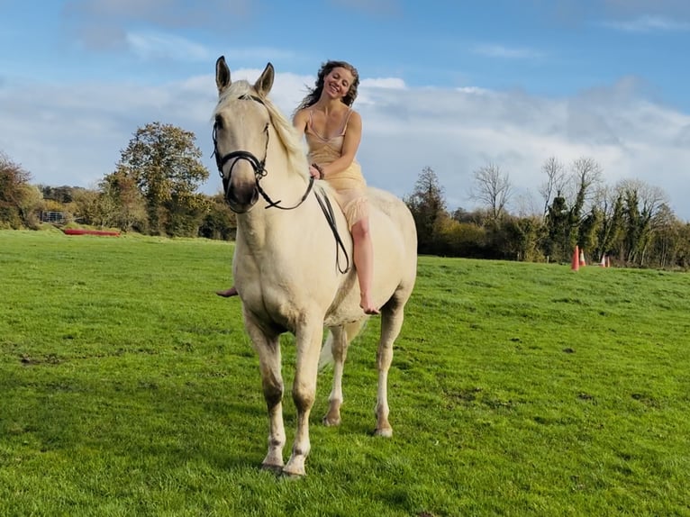 Irlandzki koń sportowy Wałach 5 lat 165 cm Izabelowata in Mountrath