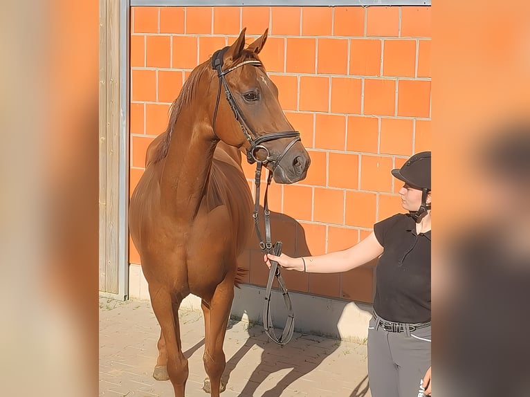 Irlandzki koń sportowy Wałach 5 lat 165 cm Kasztanowata in Lage
