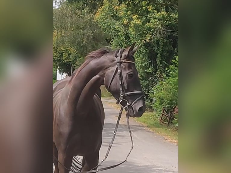 Irlandzki koń sportowy Wałach 5 lat 166 cm Kara in Lage
