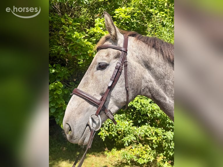 Irlandzki koń sportowy Wałach 5 lat 166 cm Siwa in Newcastle West
