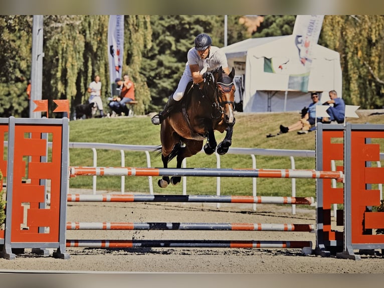 Irlandzki koń sportowy Wałach 5 lat 167 cm Gniada in Oberwil BL