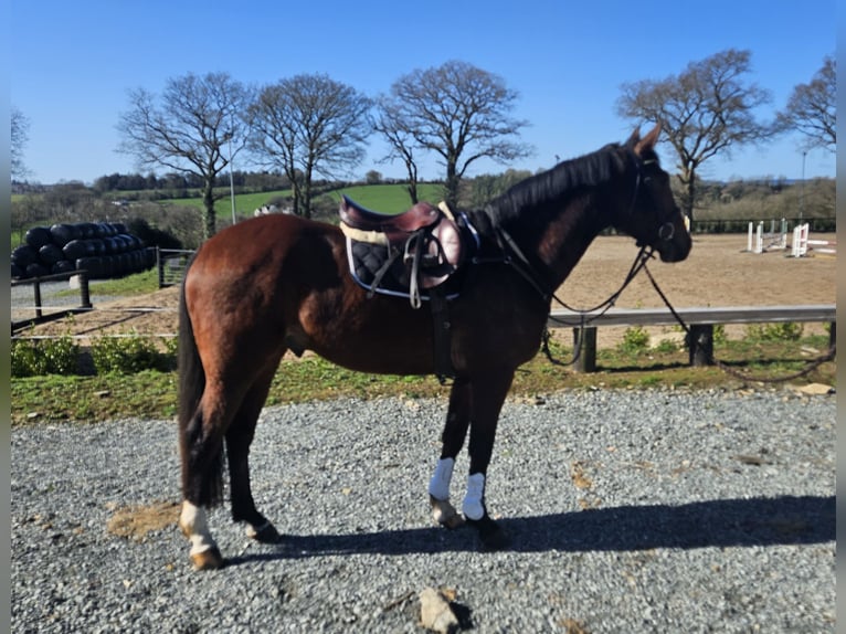 Irlandzki koń sportowy Wałach 5 lat 167 cm Gniada in Glenbrien