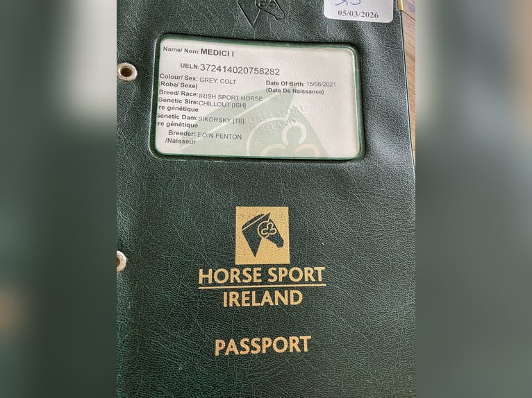 Irlandzki koń sportowy Wałach 5 lat 167 cm Siwa in Bielefeld