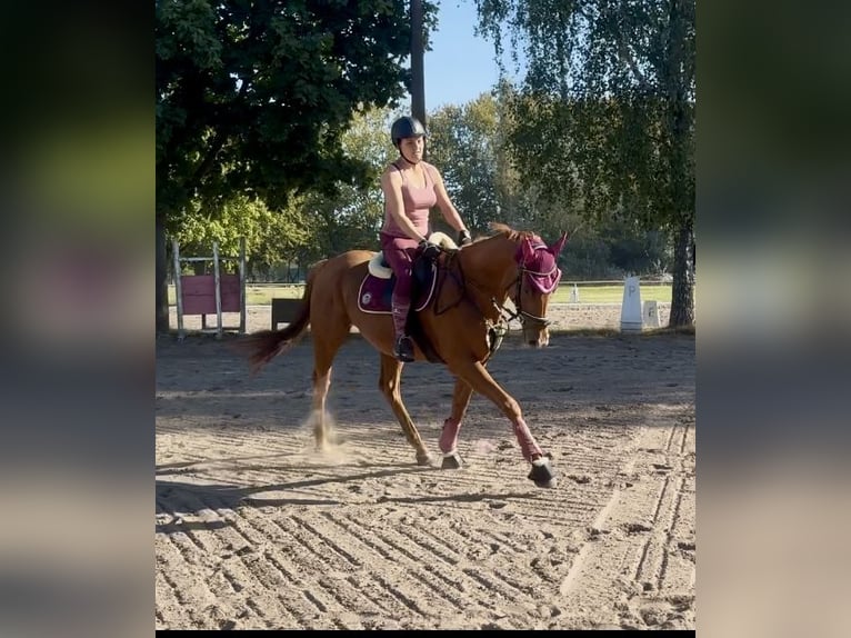 Irlandzki koń sportowy Wałach 5 lat 168 cm Kasztanowata in Berlin