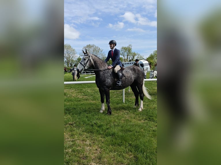 Irlandzki koń sportowy Wałach 5 lat 168 cm Siwa jabłkowita in Sligo