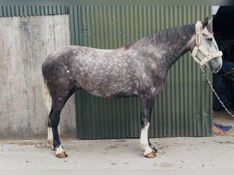 Irlandzki koń sportowy Wałach 5 lat 168 cm Siwa jabłkowita in Sligo