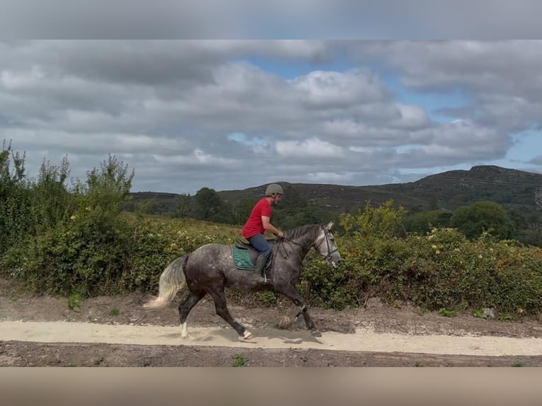 Irlandzki koń sportowy Wałach 5 lat 168 cm Siwa jabłkowita in Sligo