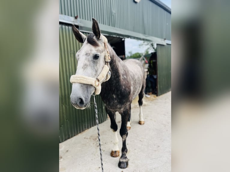 Irlandzki koń sportowy Wałach 5 lat 168 cm Siwa jabłkowita in Sligo