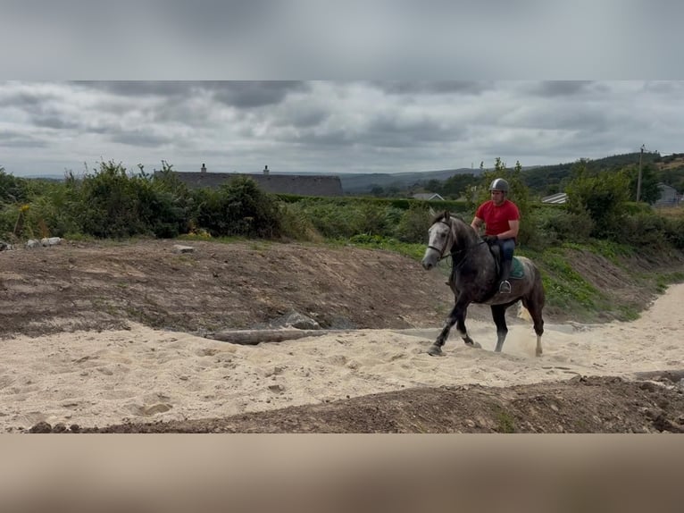 Irlandzki koń sportowy Wałach 5 lat 168 cm Siwa jabłkowita in Sligo