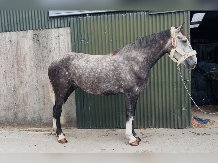 Irlandzki koń sportowy Wałach 5 lat 168 cm Siwa jabłkowita in Sligo