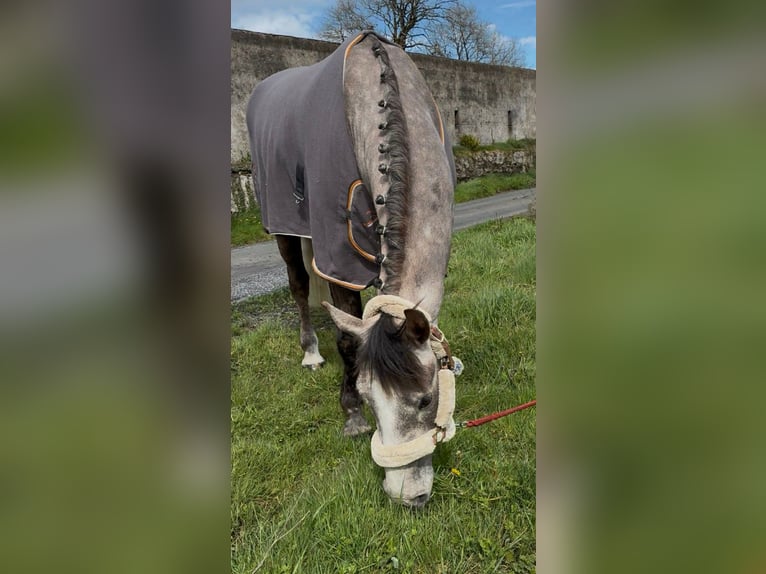 Irlandzki koń sportowy Wałach 5 lat 168 cm Siwa jabłkowita in Sligo