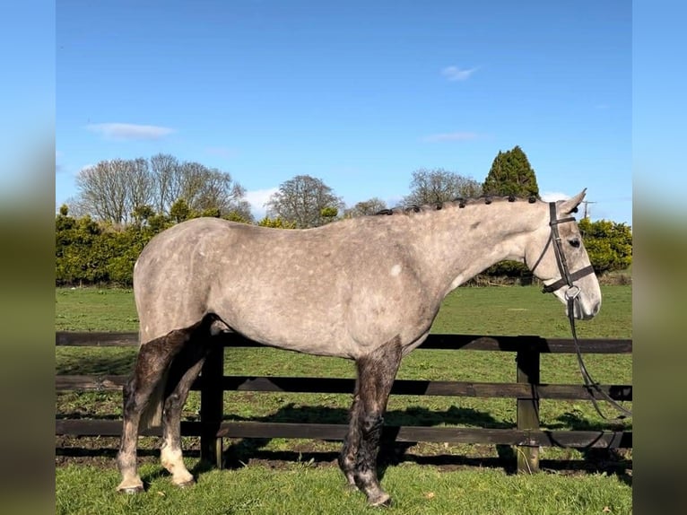 Irlandzki koń sportowy Wałach 5 lat 168 cm Siwa jabłkowita in Sligo