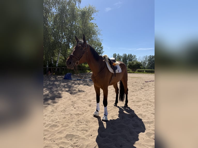 Irlandzki koń sportowy Wałach 5 lat 174 cm Gniada in Trebbin