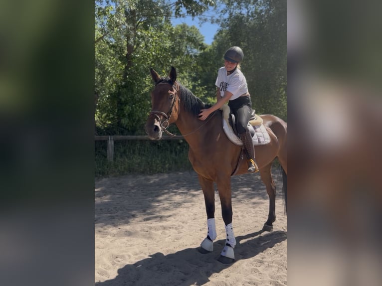 Irlandzki koń sportowy Wałach 5 lat 174 cm Gniada in Trebbin