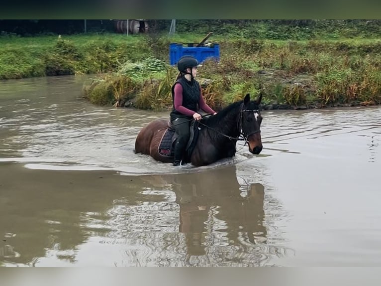 Irlandzki koń sportowy Wałach 6 lat 148 cm Gniada in Sligo