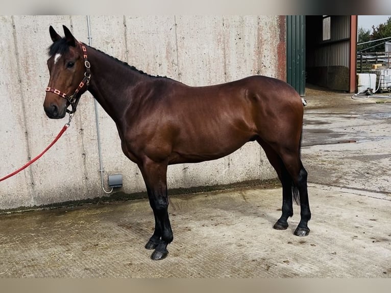 Irlandzki koń sportowy Wałach 6 lat 148 cm Gniada in Sligo