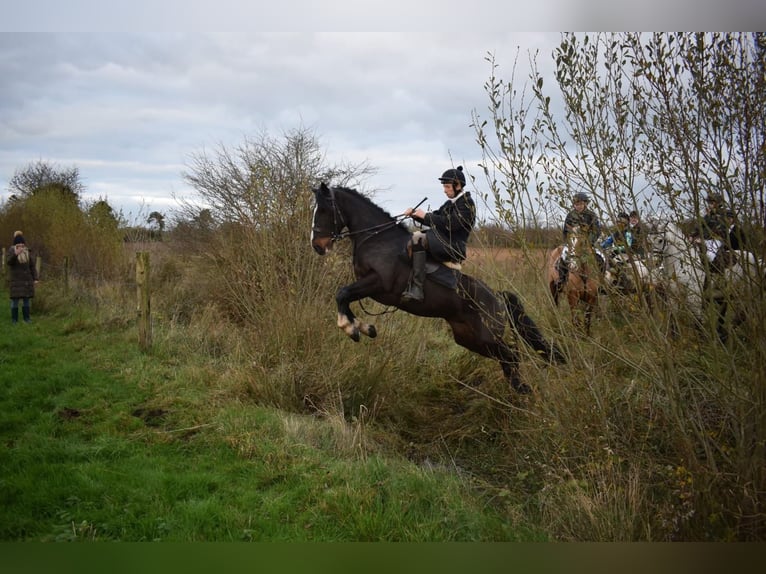 Irlandzki koń sportowy Wałach 6 lat 150 cm Ciemnogniada in Kildare